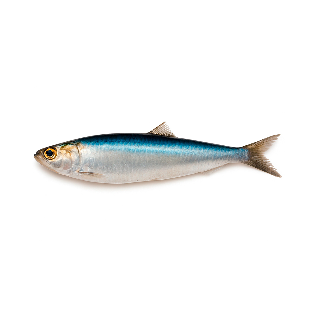 anchoita