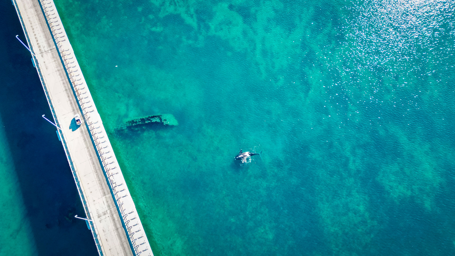 vista aerea del Puerto y una ballena