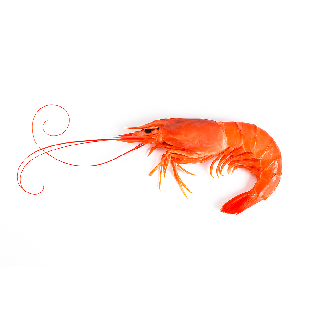 langostino